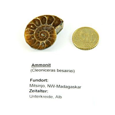 Kleine Ammoniten Hlfte ca. 26x32 mm