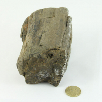 Fossiler Fund Nr.2 60x70x120 mm