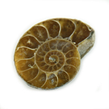 Kleine Ammoniten Hälfte ca. 26x32 mm