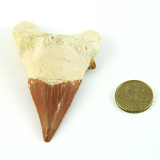 Fossiler Haizahn Rot 60 mm
