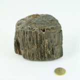 Fossiler Fund Nr.1 70x70x80 mm