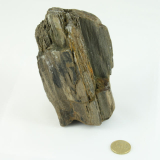 Fossiler Fund Nr.2 60x70x120 mm